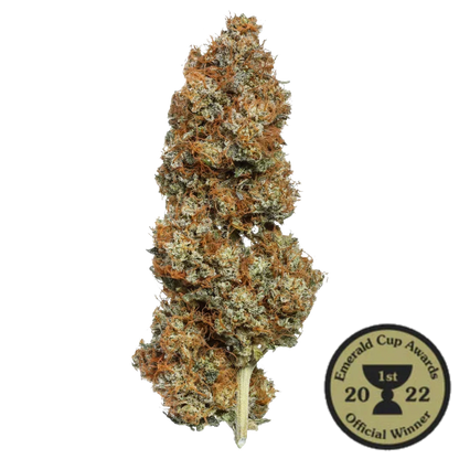Orange Glaze (Indica) (Type 3), 11.059% CBDa/0.480% THCa, (<0.3% Delta-9 THC) (Coming Soon…)