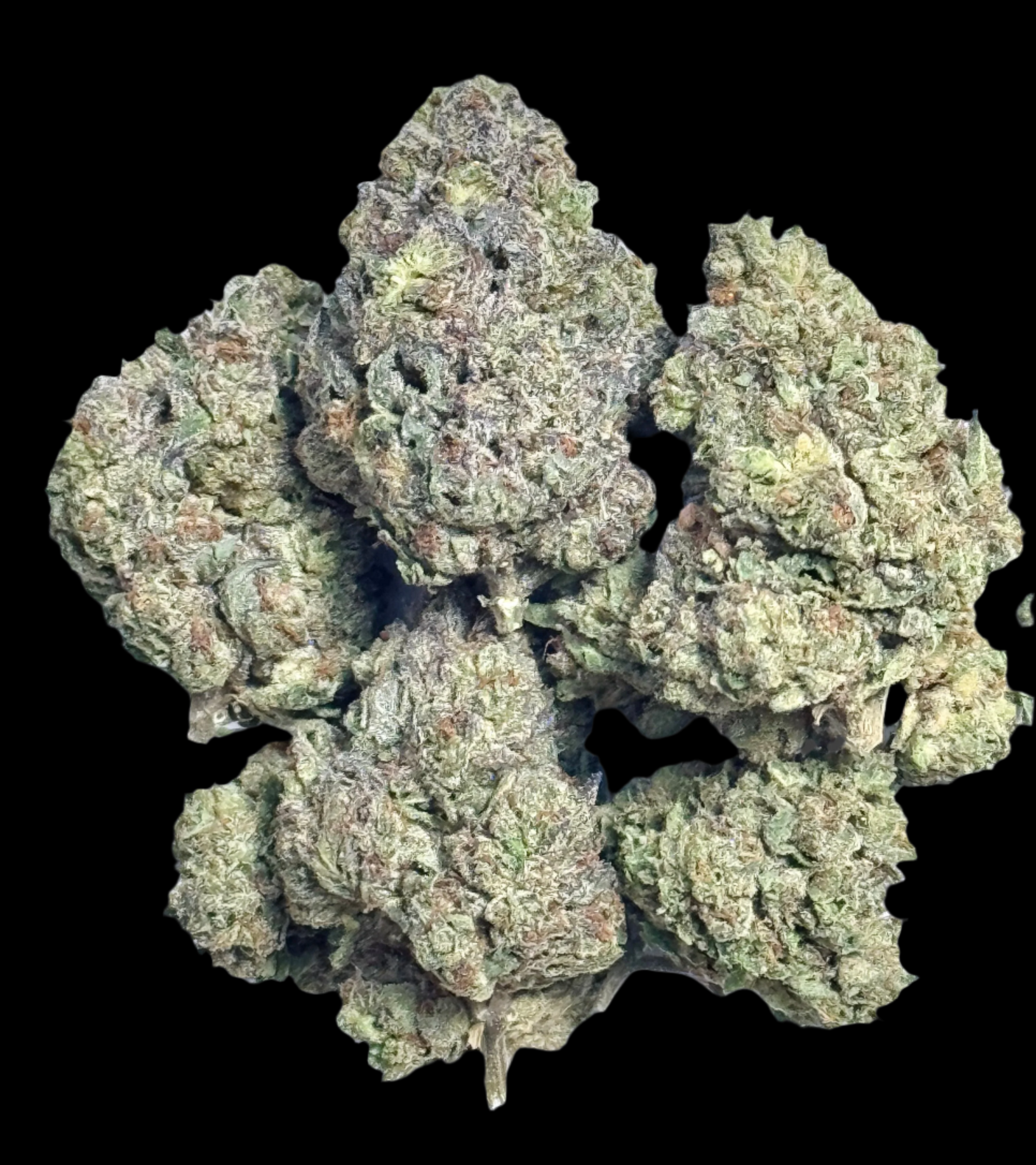 Glitter Bomb (Indica), 29.46% THCA The Fountain Cannabis Company