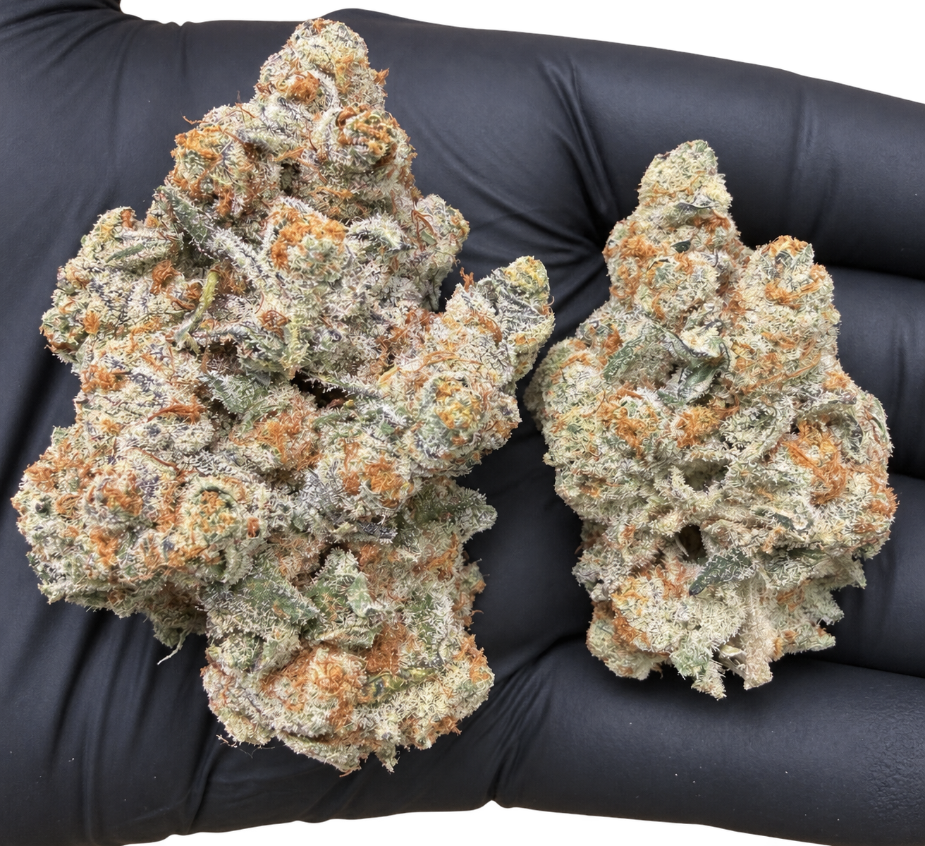 Northern Lights (Indica) (Type 1), 25.271% THCa, (<0.3% Delta-9 THC) (Coming soon…)