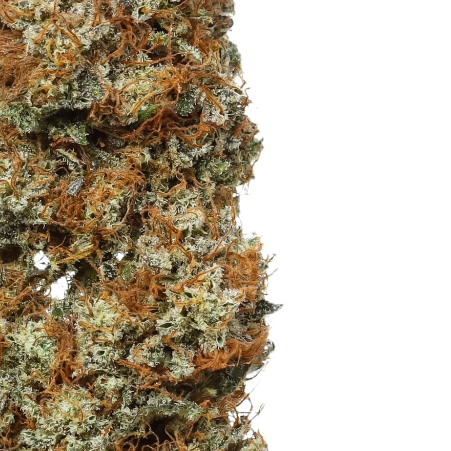 Orange Glaze (Indica) (Type 3), 11.059% CBDa/0.480% THCa, (<0.3% Delta-9 THC) (Coming Soon…)