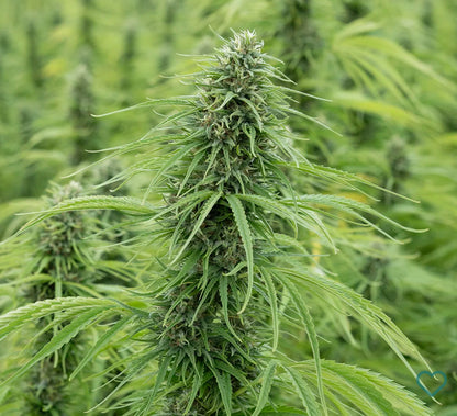 Forbidden V, 12.1% CBDa/7.1% CBDVA (5% of each sale goes to Organization for Autism Research) (<0.3% Delta-9 THC)