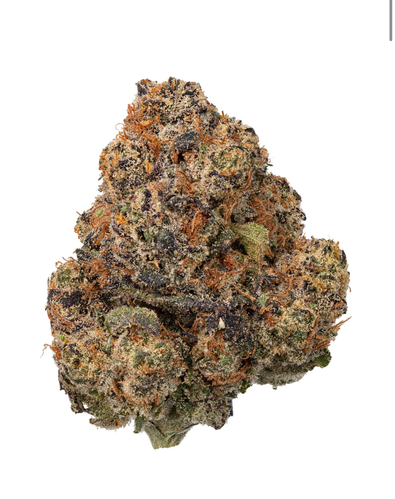 Gelato 41 [Hydro] (Hybrid), 27.046% THCa (<0.3% Delta-9 THC)