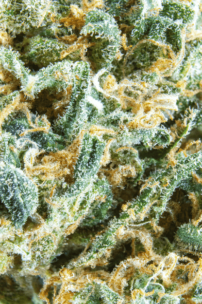 Ice Capades [smalls] (Indica) (Type 3), 15.805% Total CBD/0.850% THCa, 17.869% Total Cannabinoids (Coming soon...)