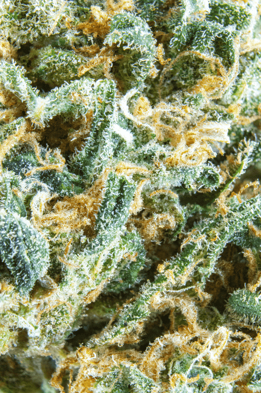 Ice Capades [smalls] (Indica) (Type 3), 15.805% Total CBD/0.850% THCa, 17.869% Total Cannabinoids (Coming soon...)