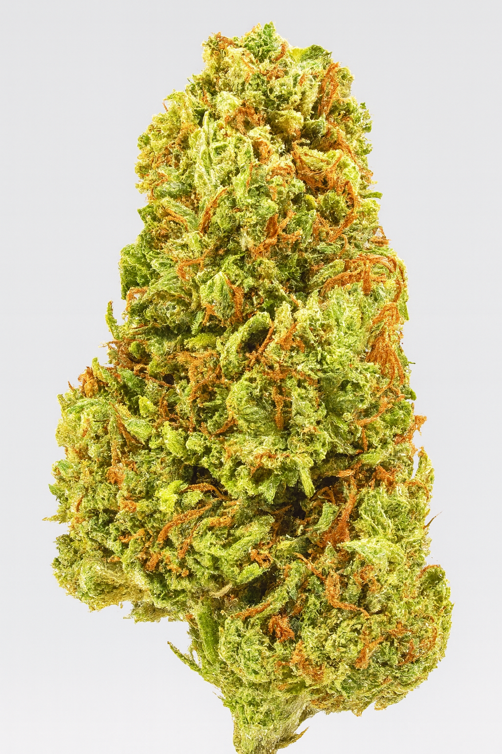 Forbidden V, 12.1% CBDa/7.1% CBDVA (5% of each sale goes to Organization for Autism Research) (<0.3% Delta-9 THC)