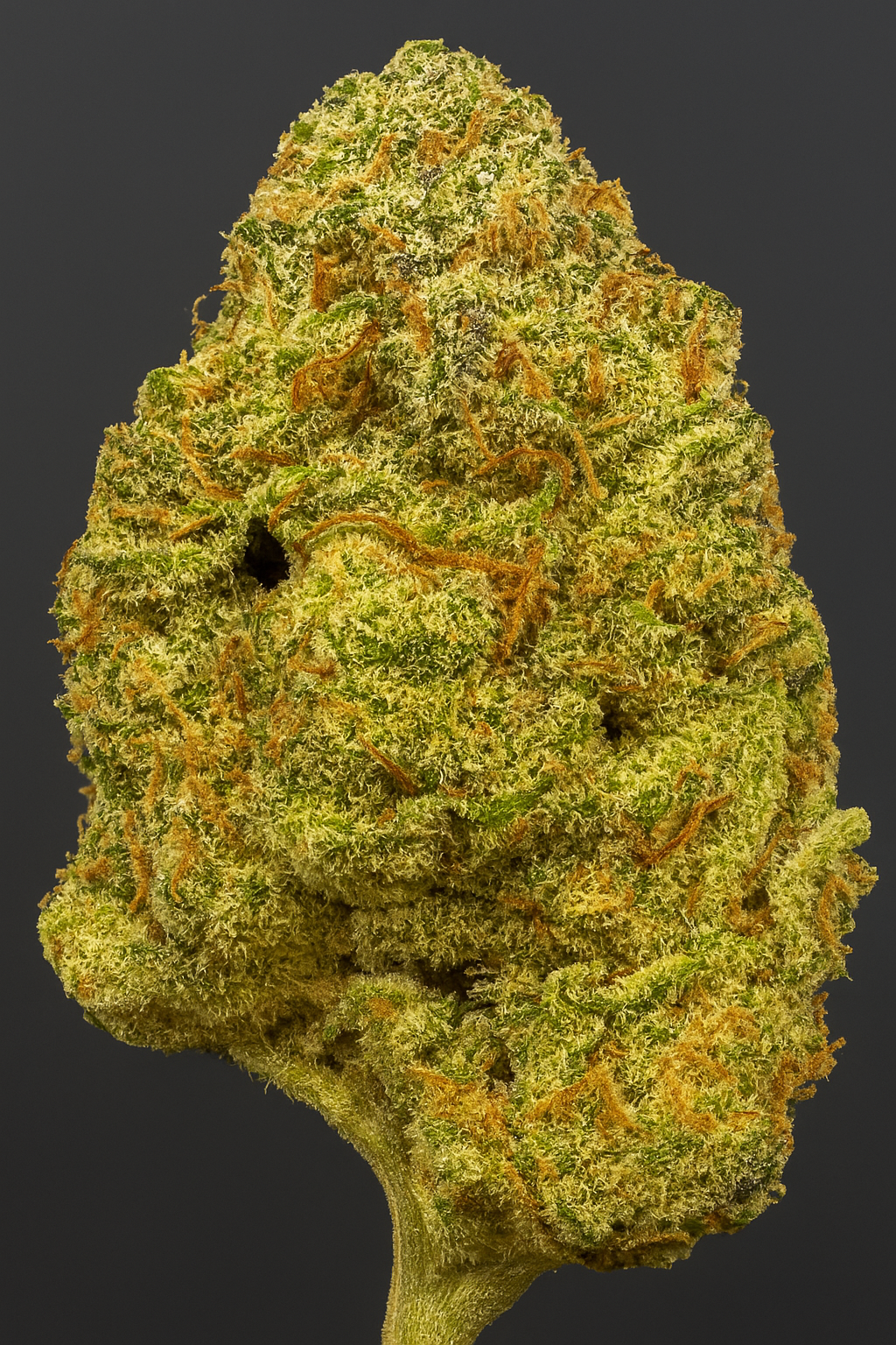 Sundae Driver, 29.766% THCa