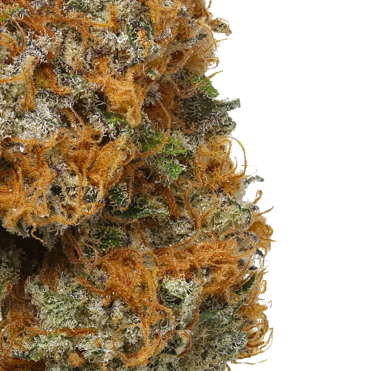 Orange Apricot MAC [Exotic] (Sativa), 14.76%-21.50% THCa, (<0.3 Delta-9 THC)