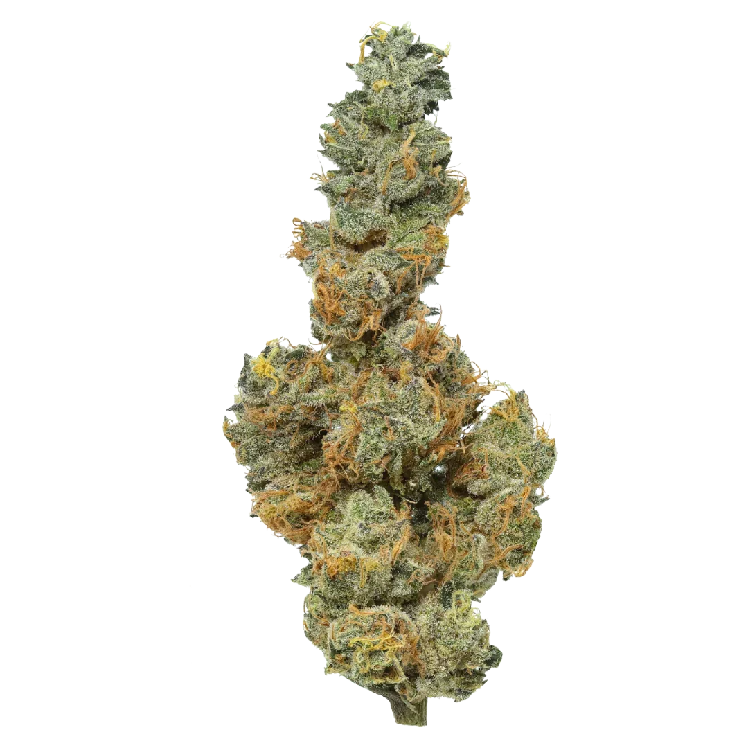 Applesauce (Type 3 strain) [Smalls], 19.211% Total CBD/0.958% THCa (Coming soon…)