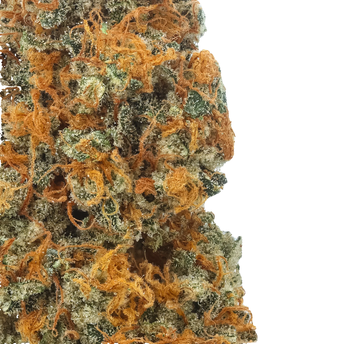 Strawberry Lemon Kush (Hybrid) (Type 3), 25.16% Total CBD, (<0.3% Delta-9 THC)